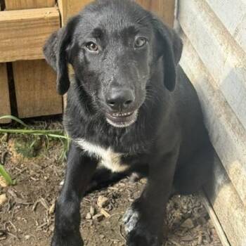 Harry -  Black Labrador Retriever Dog for Adoption in Fredericksburg, Virginia - Harry | PetCurious