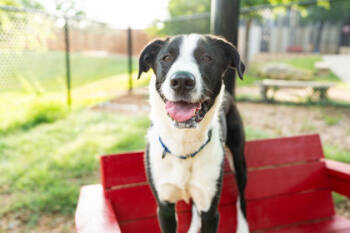 Rescue Mixed Breed Dogs for Adoption in Carrollton, Texas - Scobby | PetCurious