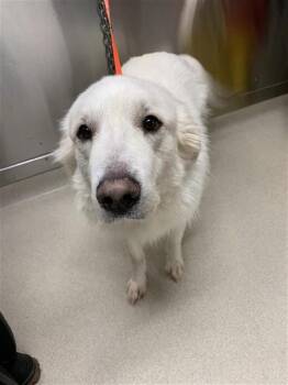 Great Pyrenees Dogs Available for Adoption - RAY | PetCurious
