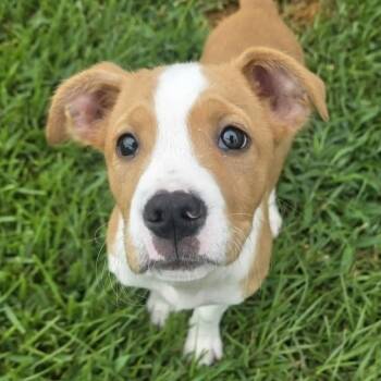 Kona -  Pit Bull Terrier and American Staffordshire Terrier Dog for Adoption in Bryan, Texas - Kona | PetCurious