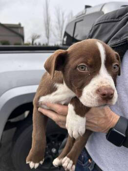 Rescue Mixed Breed Dogs for Adoption in Puyallup, Washington - Autumn | PetCurious