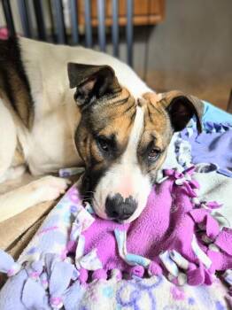 Pit Bull Terrier Dogs Available for Adoption in Evergreen, Colorado - Zander | PetCurious