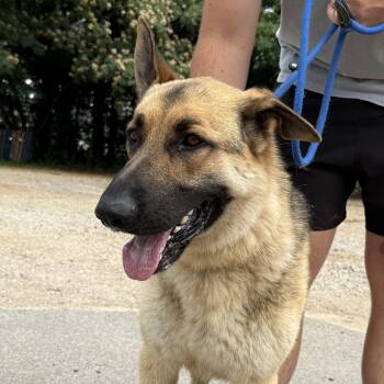 Lokei -  German Shepherd Dog Dog for Adoption in Columbia, South Carolina - Lokei | PetCurious