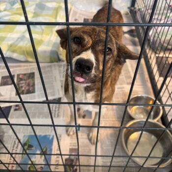 Landy -  Corgi and Mixed Breed Dog for Adoption in Clanton, Alabama - Landy | PetCurious