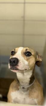 SHELBY -  Staffordshire Bull Terrier and Mixed Breed Dog for Adoption in Houston, Texas - SHELBY | PetCurious