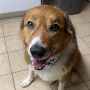 Franny -  Mixed Breed Dog for Adoption in Winston-salem, North Carolina - Franny | PetCurious