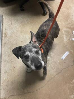 Hound Dogs Available for Adoption in New Braunfels, Texas - Heath | PetCurious