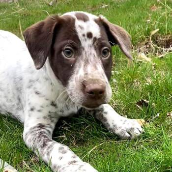 German Shorthaired Pointer and Dalmatian Dogs Available for Adoption - Briar | PetCurious