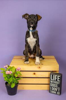 Australian Cattle Dog Blue Heeler Dogs Available for Adoption - 155-26 | PetCurious