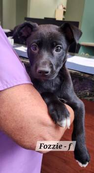 Fozzie -  Labrador Retriever Dog for Adoption in Hillside, Illinois - Fozzie | PetCurious