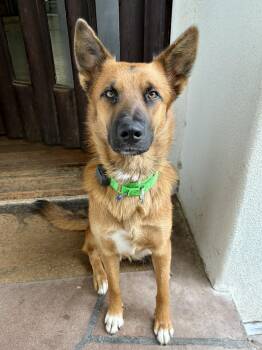 Hashbrowns -  German Shepherd Dog Dog for Adoption - Hashbrowns | PetCurious