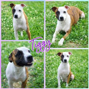 Pit Bull Terrier Dogs Available for Adoption in Blacksburg, South Carolina - Tiggy | PetCurious