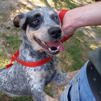 SAGE HOPE  LOWER FEE -  Australian Cattle Dog Blue Heeler Dog for Adoption in Locust Fork, Alabama - SAGE HOPE  LOWER FEE | PetCurious