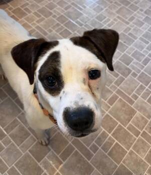 Spot -  Mixed Breed Dog for Adoption in Grand Rapids, Michigan - Spot | PetCurious