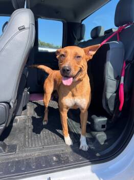 Rescue Carolina Dog and Mixed Breed Dogs for Adoption in Rockport, Texas - Jenny | PetCurious