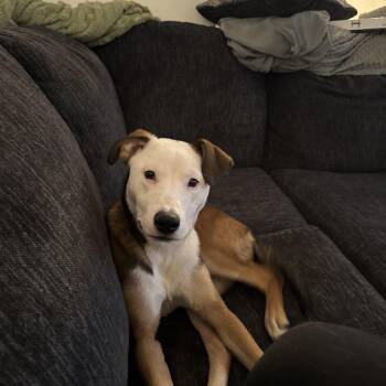 Dozer -  Pit Bull Terrier Dog for Adoption in Bristol, Vermont - Dozer | PetCurious