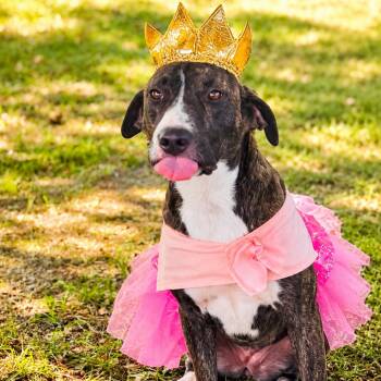 Mickey -  Mixed Breed Dog for Adoption in Lucedale, Mississippi - Mickey | PetCurious