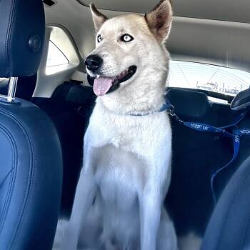 Rescue Siberian Husky and Mixed Breed Dogs for Adoption in Richmond, California - PINTO | PetCurious