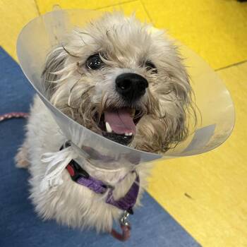 Phillip -  Mixed Breed Dog for Adoption in Pittsburgh, Pennsylvania - Phillip | PetCurious