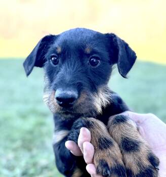 Rescue Doberman Pinscher Dogs for Adoption in Iron Ridge, Wisconsin - Foreman | PetCurious