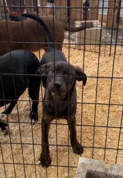 Lion-O -  Retriever and Australian Shepherd Dog for Adoption in Bull Valley, Illinois - Lion-O | PetCurious