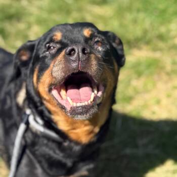 Mixed Breed Dogs Available for Adoption in Jeffersonville, Indiana - Sassy | PetCurious