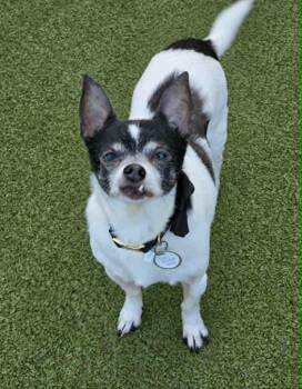 Pup -  Chihuahua Dog for Adoption in Liverpool, New York - Pup | PetCurious