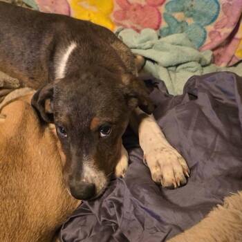 Beetle -  Hound and Mixed Breed Dog for Adoption in Jersey City, New Jersey - Beetle | PetCurious