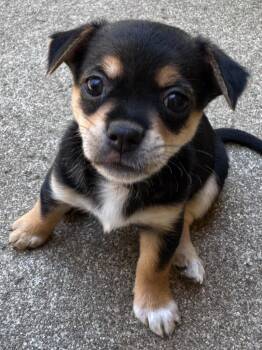 26Marley -  Chihuahua Dog for Adoption in Shingle Springs, California - 26Marley | PetCurious