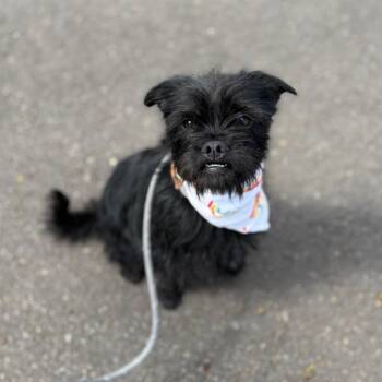 Tipsy -  Terrier and Mixed Breed Dog for Adoption in Newberg, Oregon - Tipsy | PetCurious