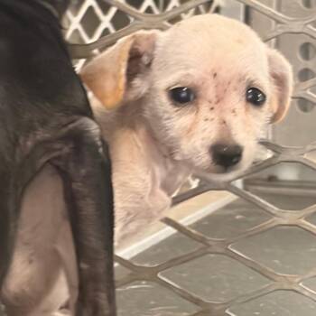 Oreo Crumbs -  Chihuahua Dog for Adoption in Edinburg, Texas - Oreo Crumbs | PetCurious