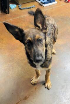 Satin -  German Shepherd Dog Dog for Adoption in Council Bluffs, Iowa - Satin | PetCurious