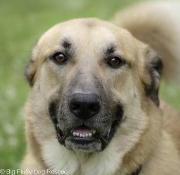 Chip -  Anatolian Shepherd and Great Pyrenees Dog for Adoption in Nashville, Tennessee - Chip | PetCurious