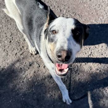 Rescue Cattle Dog Dogs for Adoption in Flagstaff, Arizona - Chuck | PetCurious