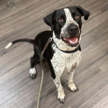 Tobi -  Mixed Breed Dog for Adoption in Sarasota, Florida - Tobi | PetCurious