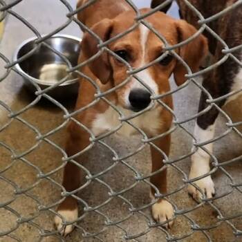 Rescue Terrier Dogs for Adoption in Anderson, California - Richie | PetCurious