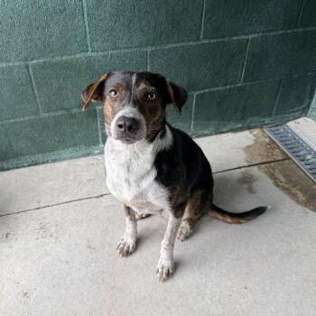 Bibsy -  Australian Cattle Dog Blue Heeler and Terrier Dog for Adoption in Carencro, Louisiana - Bibsy | PetCurious