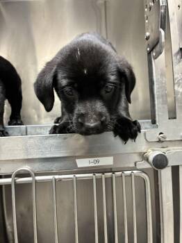 Plum -  Labrador Retriever Dog for Adoption in Marietta, Georgia - Plum | PetCurious