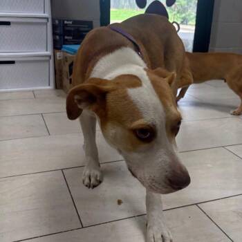 Cheyenne -  Pit Bull Terrier Dog for Adoption in Lufkin, Texas - Cheyenne | PetCurious