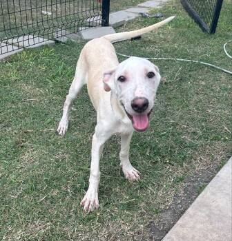 Rescue Labrador Retriever and Mixed Breed Dogs for Adoption in Hamden, Connecticut - Georgina | PetCurious
