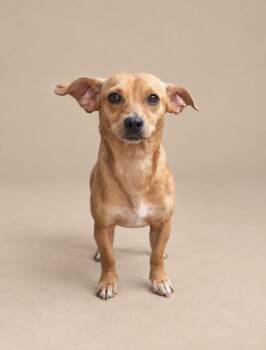 Kermie -  Chihuahua Dog for Adoption in Statesboro, Georgia - Kermie | PetCurious