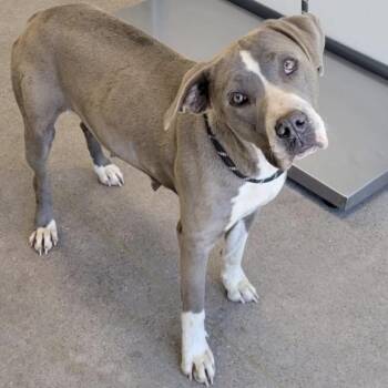 194 (2026) Mama Winnie -  Pit Bull Terrier Dog for Adoption in Parker, Colorado - 194 (2026) Mama Winnie | PetCurious