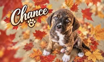 Chance -  Catahoula Leopard Dog Dog for Adoption in Manchester, Connecticut - Chance | PetCurious