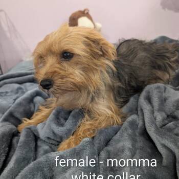 Gracie- white collar -  Yorkshire Terrier Dog for Adoption in West Plains, Missouri - Gracie- White Collar | PetCurious