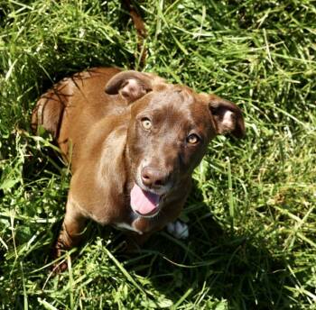 Labrador Retriever and Hound Dogs Available for Adoption in Frederick, Maryland - Rae-Available! Www.lhar.dog To Apply!  | PetCurious