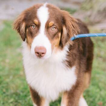 Lava -  Australian Shepherd Dog for Adoption in Zionsville, Indiana - Lava | PetCurious