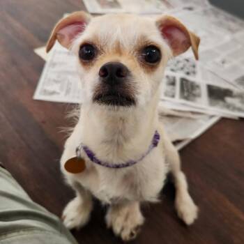 Cookie -  Terrier and Chihuahua Dog for Adoption in Prescott, Arizona - Cookie | PetCurious