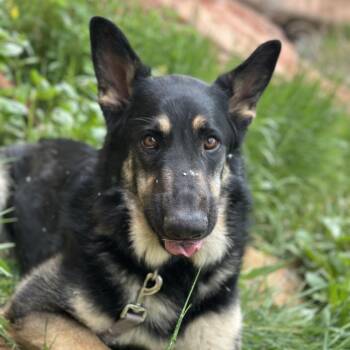 Logan -  German Shepherd Dog Dog for Adoption in Torrey, Utah - Logan | PetCurious