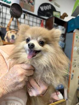 Pomeranian Dogs Available for Adoption in Broken Arrow, Oklahoma - PomPom | PetCurious