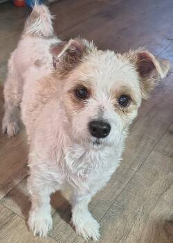 Rescue Wire Fox Terrier Dogs for Adoption in Plymouth, Michigan - Jack (PW 1463) | PetCurious